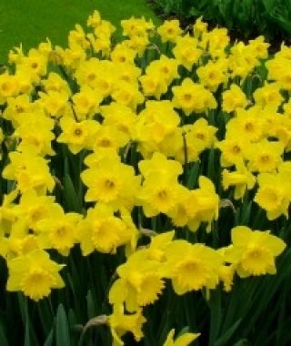 Landscape-Sized Narcissus King Alfred