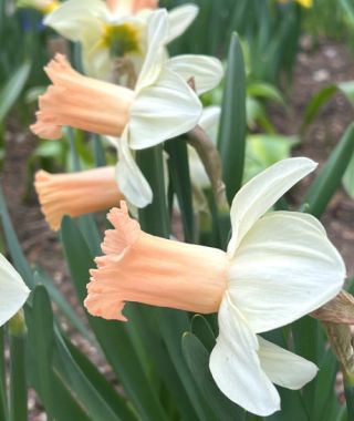 Narcissus Llanfair