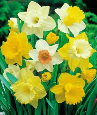 Trumpet Daffodil Elka  Van Engelen Wholesale Flower Bulbs