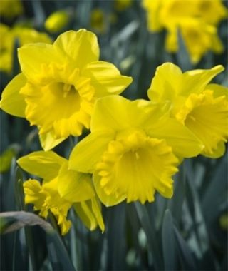 Landscape-Sized Narcissus Mando