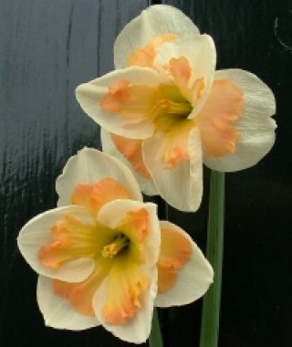 Narcissus Pink Wonder