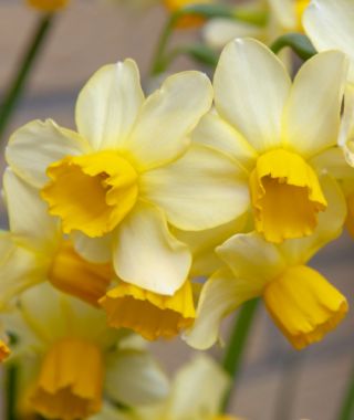 Narcissus Spring Sunshine 