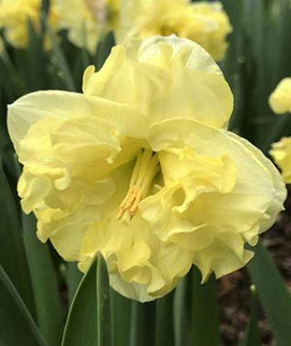 Narcissus Sunnyside Up