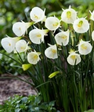 Narcissus bulbocodium White Petticoat