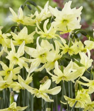 Split-Cup Narcissus Exotic Mystery
