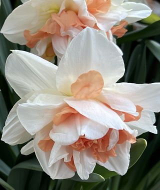 Double Narcissus Replete 
