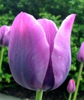 Tulip Bleu Aimable