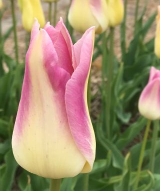 Tulip Elegant Lady