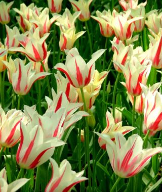Lily Flowering Tulip Marilyn