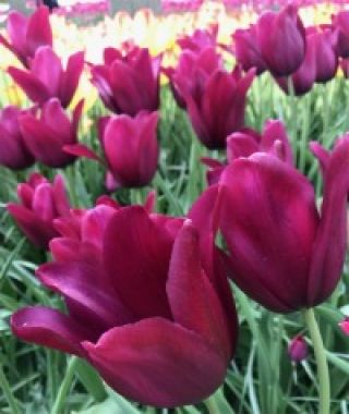 Tulip Merlot