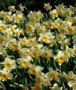Landscape-Sized Narcissus Flower Record