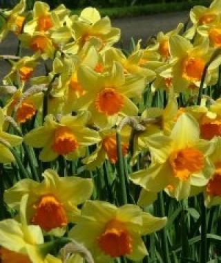 Landscape-Sized Narcissus Fortissimo