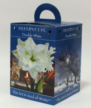 Double White Amaryllis Gift Box
