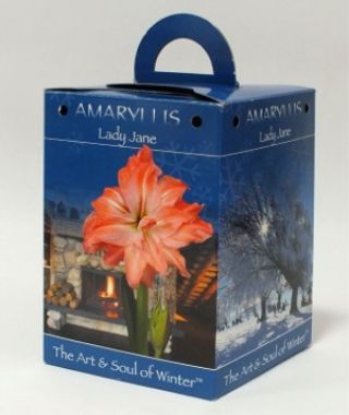 Amaryllis Lady Jane Gift Box