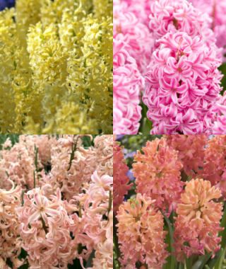 The Breath-of-Spring Hyacinth Special