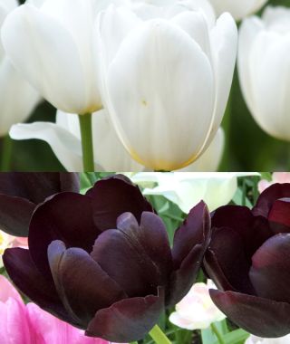 The Tuxedo Tulip Special