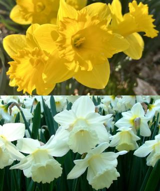 The Big Bang Daffodil Special 