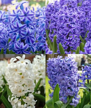 The Blue & White Hyacinth Special 