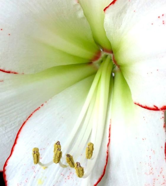 Amaryllis Picasso | Van Engelen Wholesale Flower Bulbs