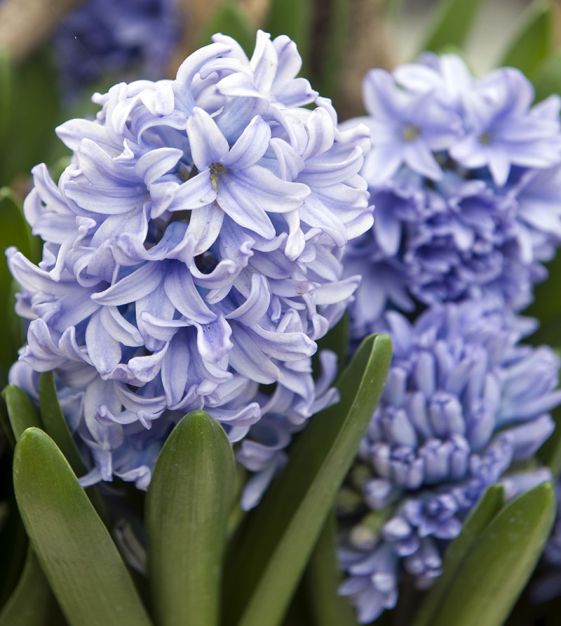 Hyacinth/The Blue Fairy, Wiki