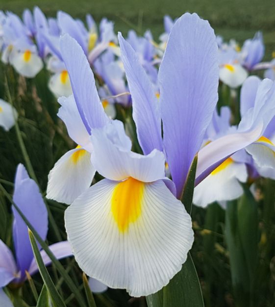 Iris reticulata Frozen Planet  Van Engelen Wholesale Flower Bulbs
