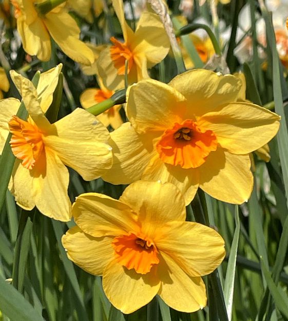 Narcissus Daffodil Yellow Narcissus Daffodil Narcissus 