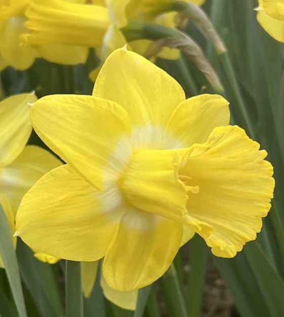 Daffodil, Priors