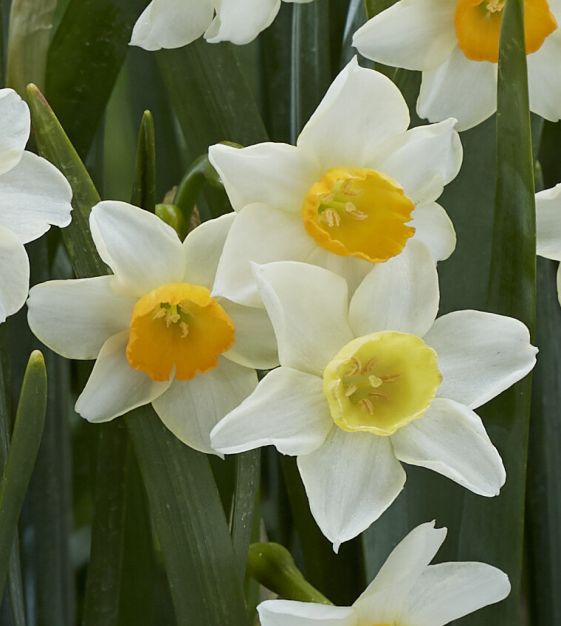 White Daffodil