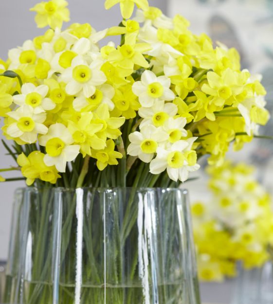 Jonquilla Narcissus Sabrosa | Van Engelen Wholesale Flower Bulbs