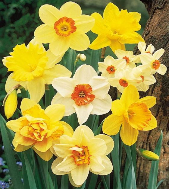 Daffodil bulbs Dutch Master - large yellow daffodil! - Tulip Store