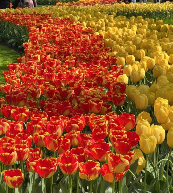 Tulipe Banja Luka  L'Épicerie du Jardin