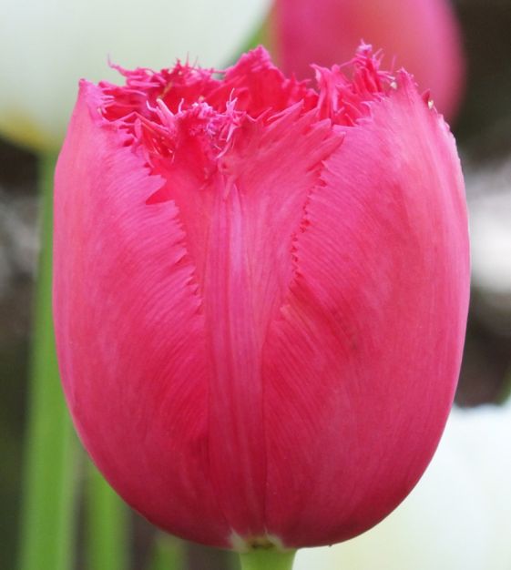 Tulip Burgundy Lace  John Scheepers Beauty from Bulbs