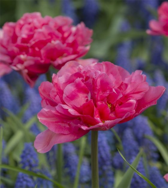 Deep Pink Dutch Peony - Individual floral stem