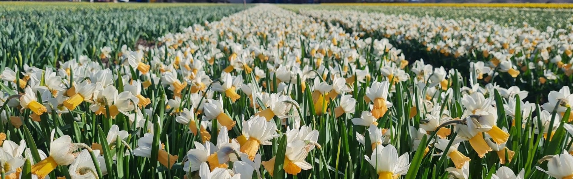 Cyclamineus Narcissus Winter Waltz