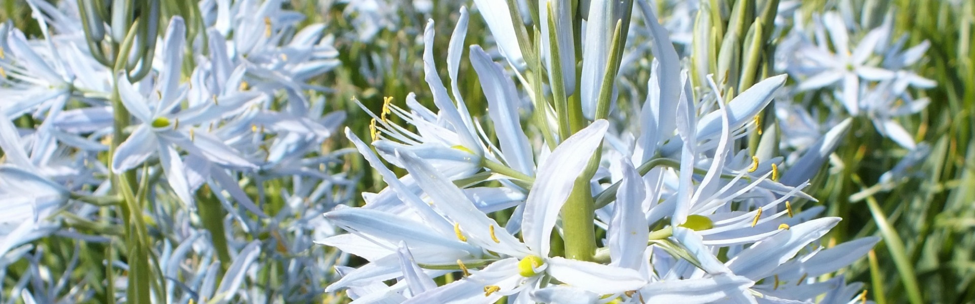 Camassia leichtlinii Caerulea Blue Heaven